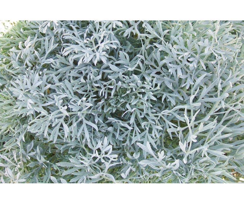 Moon Carrot